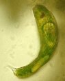/album/fotogaleria1/euglena-gif/