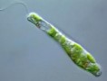 /album/fotogaleria1/micrography-of-euglena-jpg/